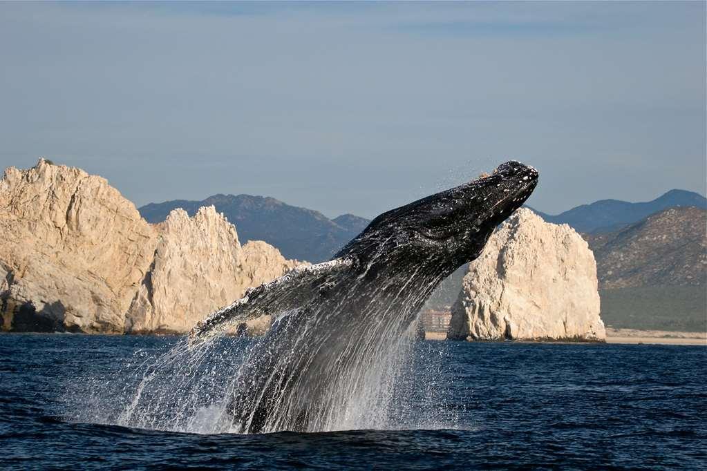 Отель Park Hyatt Los Cabos At Cabo Del Sol Кабо-Сан-Лукас Экстерьер фото